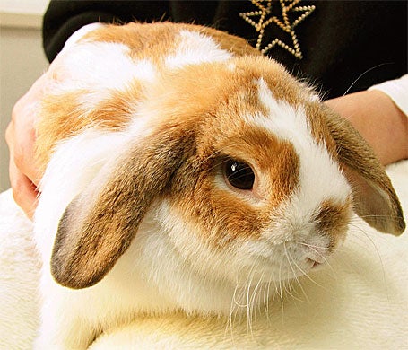 ねことうさぎのcafe リビング横浜web ねことうさぎのcafe リビング横浜web