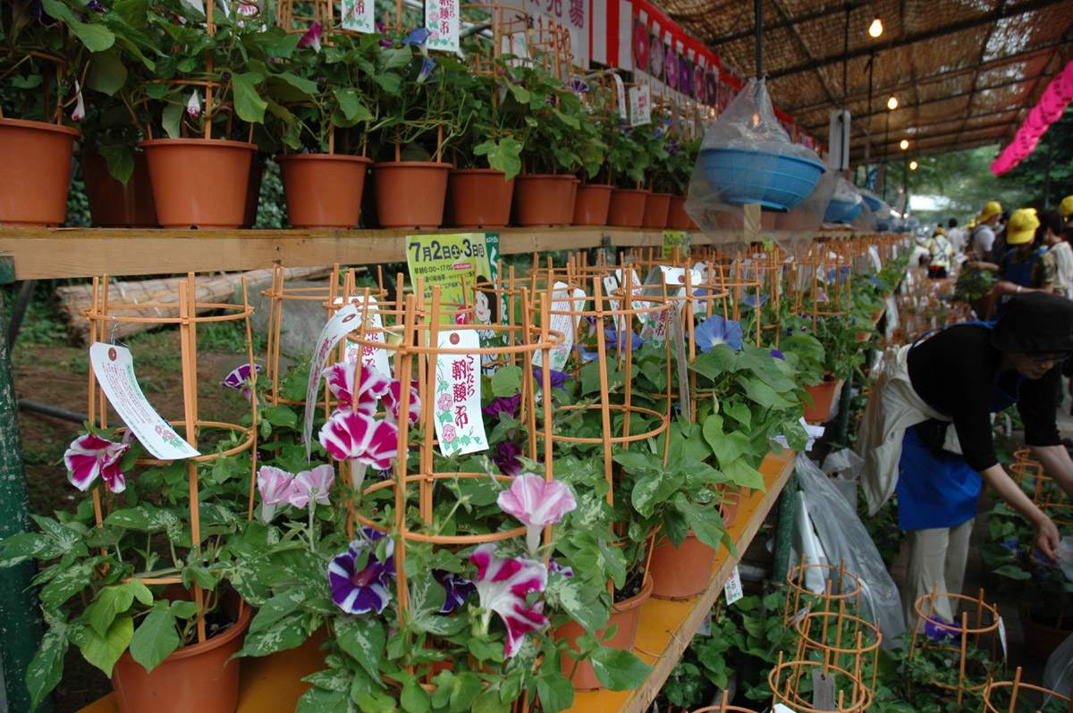 くにたち朝顔市 いよいよ明日から リビング多摩web