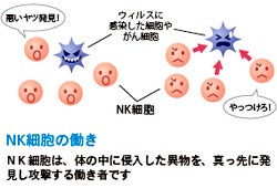 この時期大事なキーワードは「ＮＫ細胞」 活性化のカギは「Ｒ－１乳酸菌」 | リビングWeb