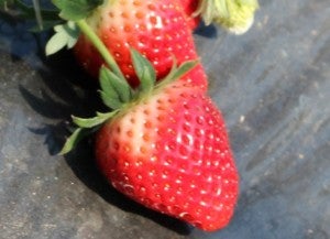 八千代ふるさとステーションでいちご狩り リビング千葉web