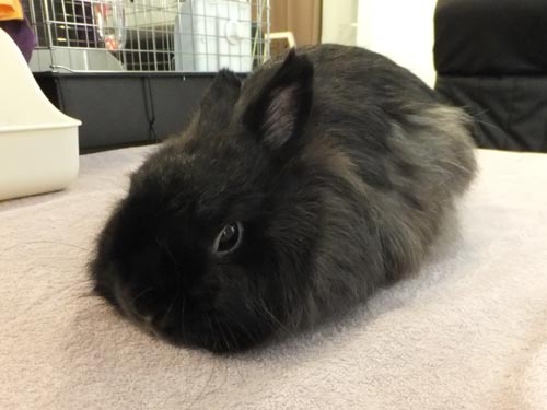 かわいいウサギたちと触れ合える うさぎと癒しのカフェ うさゆ 茨木市 リビング大阪web かわいいウサギたちと触れ合える うさぎと癒しのカフェ うさゆ 茨木市 リビング大阪web