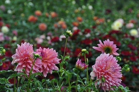5000株のダリアが咲きます 両神山麓花の郷 ダリア園 リビング埼玉web