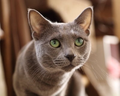 癒しの空間なのだにゃん ねこカフェ まいきゃっと Madame ｍのcamera リビング田園都市web