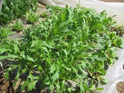 土屋家の農園ライフ★春作④葉物野菜1回目間引き作業｜わたしの“主婦腕”お見せします！ | リビングくらしナビ