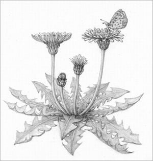 7 7 初心者のための鉛筆デッサン教室 6回 リビングカルチャー倶楽部 リビングむさしのweb