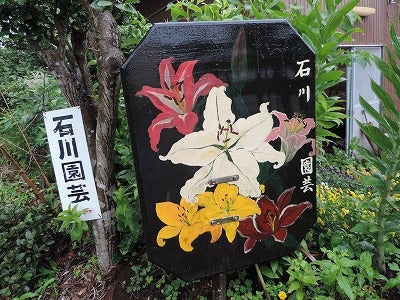 ユリの花の産直販売 石川園芸でお得にゴージャス リビング千葉web