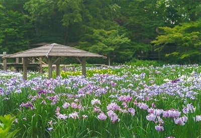 0種 2万株が咲き誇ります 6 30 月 まで 染谷花しょうぶ園 開園 リビング埼玉web