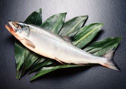 築地で学ぶ食のワザ 第10回 鮭といくらをおいしく食べる極意 築地で学ぶ食のワザ リビングくらしナビ