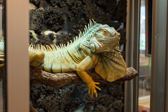 横浜の 進化した動物カフェ でまったりと過ごす休日 Yokohama Editor S Room リビング横浜web