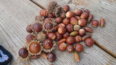 世界に一つだけのリースを作りに さあ公園へ出かけよう リビング横浜web