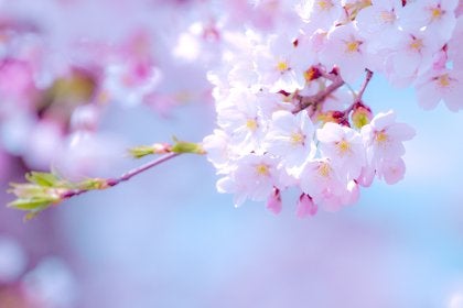 寒いお花見でもコレでバッチリ お花見に持っていきたいあったかメニュー ニュースコラム リビングくらしナビ