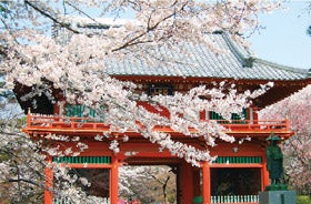 15年 東葛エリアの厳選お花見スポット 特集 リビングかしわweb