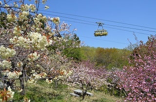今からでも楽しめる 埼玉県内お花見最新情報 リビング埼玉web 今からでも楽しめる 埼玉県内お花見最新情報 リビング埼玉web