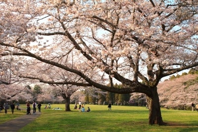 桜の後も花がたくさん 春らんまんの泉自然公園へgo リビング千葉web