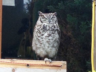 じわじわブーム フクロウカフェ に潜入 千葉習志野 カフェリトルズー リビング千葉web