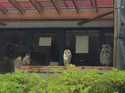 じわじわブーム フクロウカフェ に潜入 千葉習志野 カフェリトルズー リビング千葉web