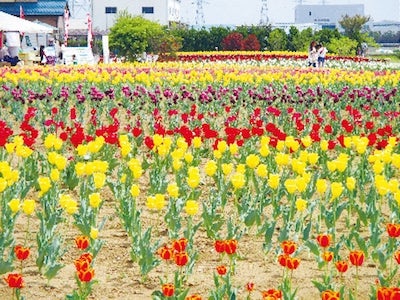 4 18 土 19 日 鴻巣で開催 花のオアシスフェア チューリップまつり リビング埼玉web