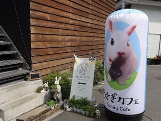 うさぎと六本木ヒルズを散歩 癒しの うさぎカフェ を体験 ニュースコラム リビングくらしナビ うさぎと六本木ヒルズを散歩 癒しの うさぎカフェ を体験 ニュースコラム リビングくらしナビ