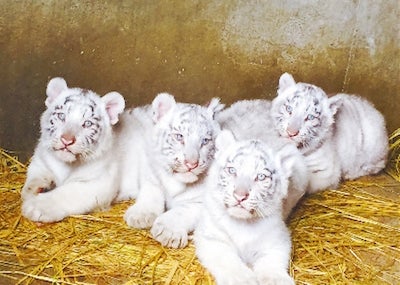 今年1月に誕生した4頭のホワイトタイガーのかわいい赤ちゃんを公開中