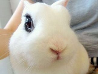 うさぎと六本木ヒルズを散歩 癒しの うさぎカフェ を体験 ニュースコラム リビングくらしナビ うさぎと六本木ヒルズを散歩 癒しの うさぎカフェ を体験 ニュースコラム リビングくらしナビ