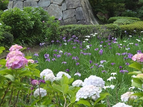 梅雨時こそ行きたいセンター南の花の寺 正覚寺 リビング田園都市web