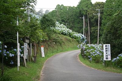 約2万株の紫陽花が咲き乱れる麻綿原高原 圧巻 の巻 リビング千葉web