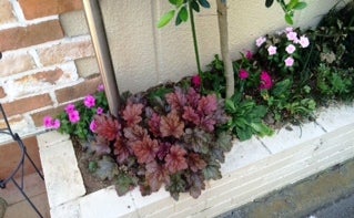 手間いらずのガーデニングーヒューケラ わたしの 主婦腕 お見せします リビングくらしナビ