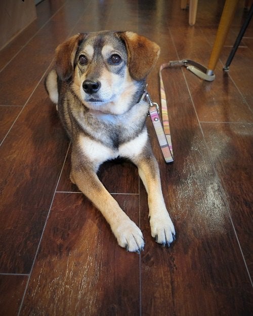 看板犬 あずき店長が人気 Chuff 柿屋ベーグルが食べられるカフェ リビング多摩web 看板犬 あずき店長が人気 Chuff 柿屋ベーグルが食べられるカフェ リビング多摩web