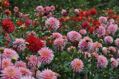 5000株のダリアが両神山麓に 11 3 火 祝 まで ダリア園 開園中 リビング埼玉web