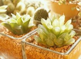 100均の観葉植物で運気アップ大作戦 ニュースコラム リビングくらしナビ