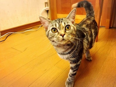 猫アレルギーな特派員がゆく 柏の猫カフェ 猫の手 体験レポ リビングかしわweb 猫アレルギーな特派員がゆく 柏の猫カフェ 猫の手 体験レポ リビングかしわweb