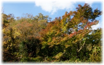 茨城で穴場の紅葉名所 花貫渓谷 は吊り橋に覆いかぶさるモミジが見所 リビングかしわweb