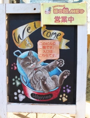 浦安の里親募集猫のラウンジ 猫の館me あなたの料金が保護猫を救う リビング千葉web