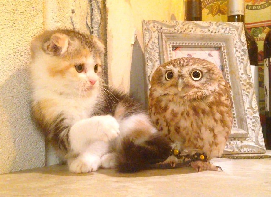 かわいくってごめんニャ ネットで話題のアイドル猫 ニュースコラム リビングくらしナビ