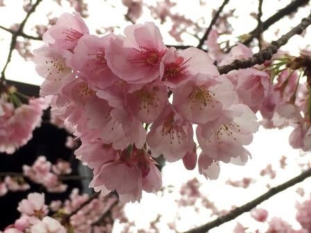 サクラ大戦 神宮寺サクラ 三鷹市水道局限定下敷き