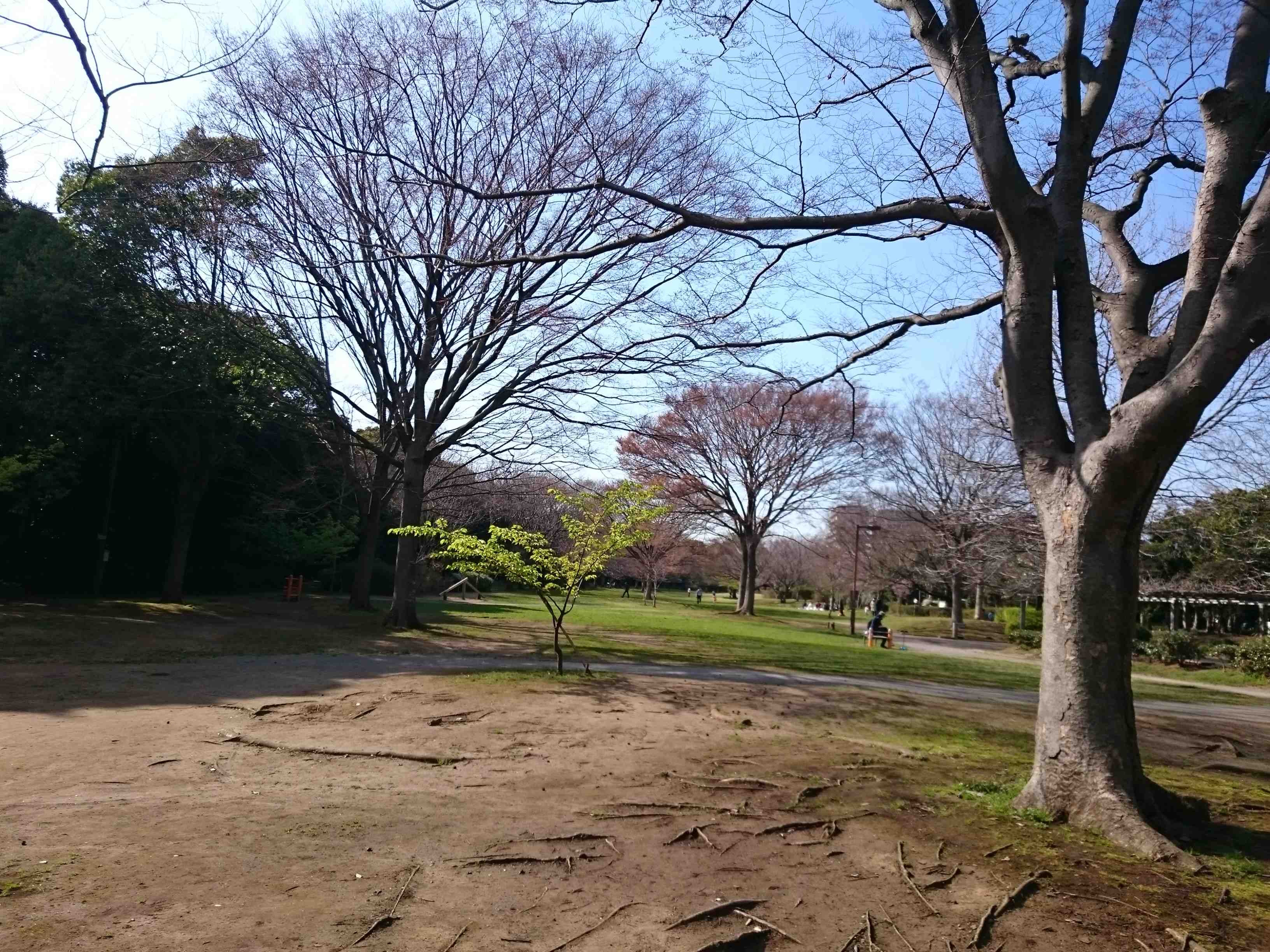 さくらお花見新着情報２０１６ 満開までもう少し穴場スポットも紹介 リビング千葉web
