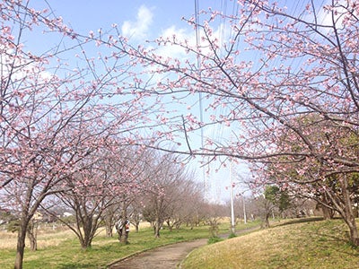 全長１キロ 桜のトンネル ソメイヨシノがもうすぐ開花 花見川 リビング千葉web