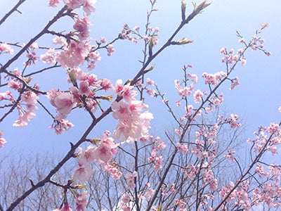 全長１キロ 桜のトンネル ソメイヨシノがもうすぐ開花 花見川 リビング千葉web