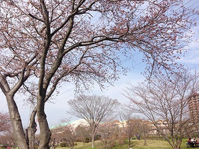 全長１キロ 桜のトンネル ソメイヨシノがもうすぐ開花 花見川 リビング千葉web