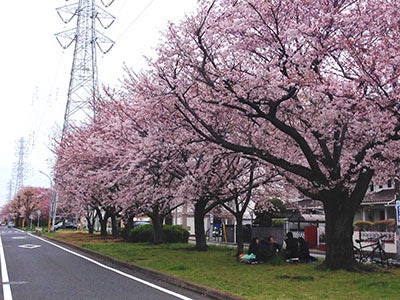 全長１キロ 桜のトンネル ソメイヨシノがもうすぐ開花 花見川 リビング千葉web