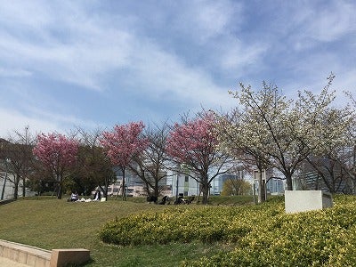 桜開花情報 早咲きのヒガンザクラが見事 扇町公園 リビング大阪web