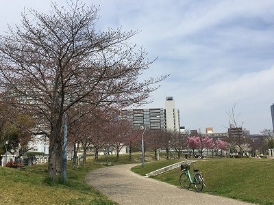 桜開花情報 早咲きのヒガンザクラが見事 扇町公園 リビング大阪web