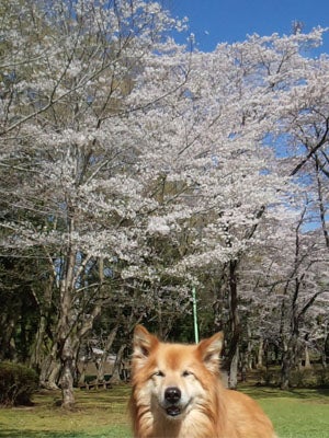 超人気の桜名所 泉自然公園 で優雅にお花見するコツは リビング千葉web