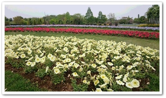 季節の花々７００種 清水公園 花ファンタジア で春満喫 リビングかしわweb