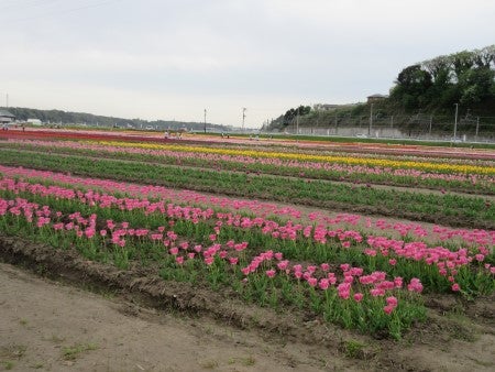 今年も素晴らしいチューリップをありがとう 佐倉チューリップフェスタ 16 リビング千葉web