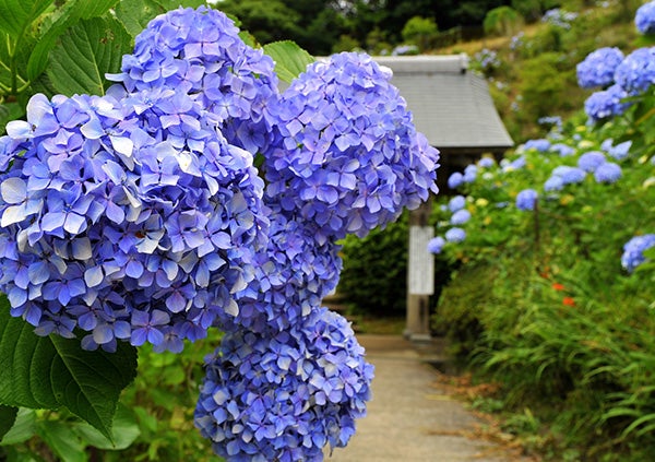 バラ アジサイ 花菖蒲 千葉の花カレンダー 初夏編 特集 リビング千葉web