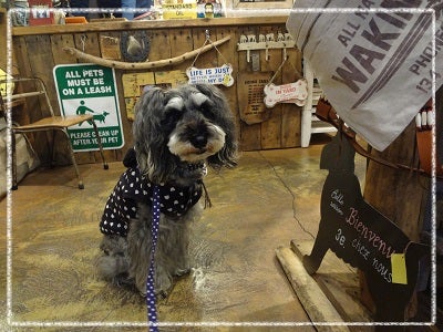 吉祥寺】個性的な雑貨がそろう♪「WATER DOG GARDEN（ウォータードッグ