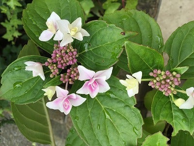 今が見頃の紫陽花 好みの花色に仕立ててみよう リビング田園都市web