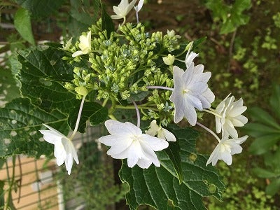 今が見頃の紫陽花 好みの花色に仕立ててみよう リビング田園都市web