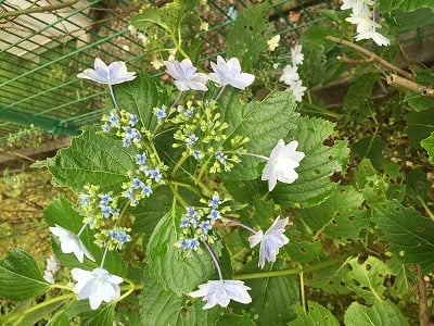 今が見頃の紫陽花 好みの花色に仕立ててみよう リビング田園都市web
